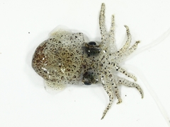 Euprymna morsei