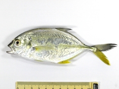 Caranx sexfasciatus