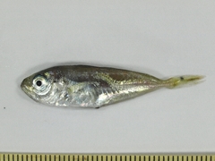 Trachurus japonicus