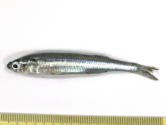 Hypoatherina valenciennei