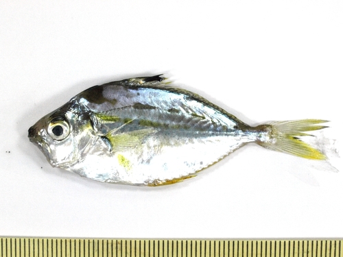 Nekvlek-ponyvis (Nuchequula nuchalis) — Leiognathidae — 3