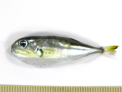 Wheeler's puffer (Lagocephalus wheeleri) — Tetraodontidae — 3