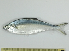 Scomberoides lysan