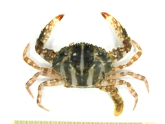 Charybdis feriata
