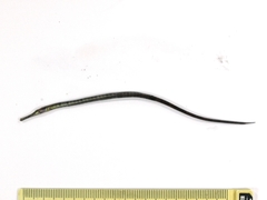 Syngnathus schlegeli