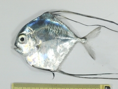 Alectis ciliaris
