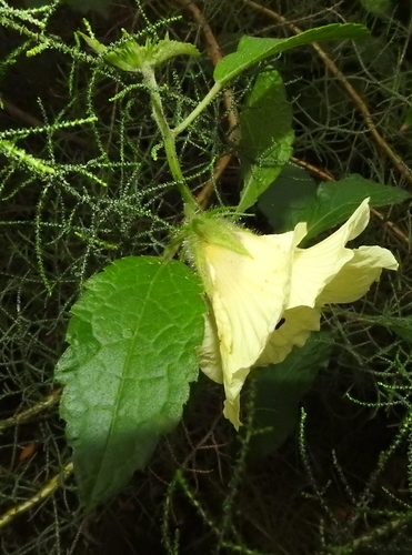 Prickly Hibiscus