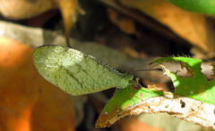 Leptosia alcesta inalcesta