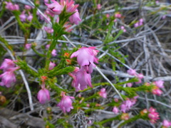 Erica excavata