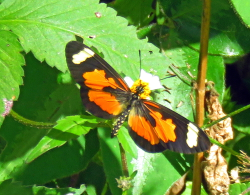 Yellow-banded Amber