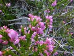Erica excavata