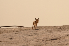Vulpes vulpes arabica