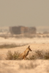 Vulpes vulpes arabica