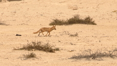 Vulpes vulpes arabica
