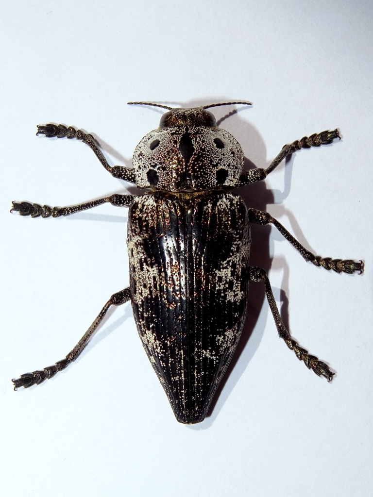 Capnodis miliaris