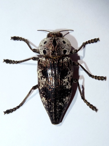Capnodis miliaris
