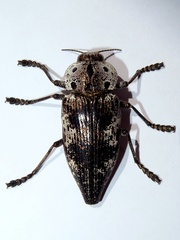 Capnodis miliaris