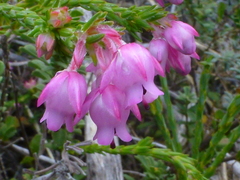 Erica excavata