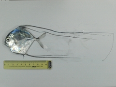 Alectis ciliaris