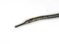 Syngnathus schlegeli
