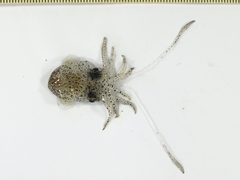 Euprymna morsei