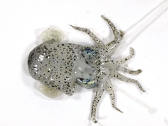 Euprymna morsei