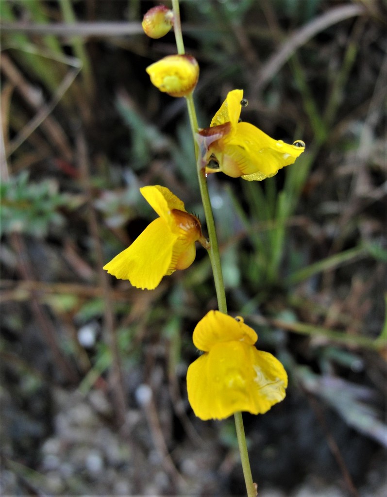 Utricularia longeciliata A.DC.