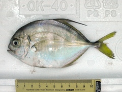 Atropus hedlandensis
