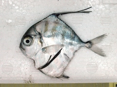 Alectis ciliaris