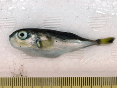 Lagocephalus spadiceus