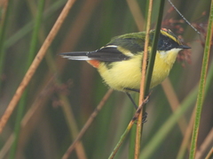 Tachuris rubrigastra