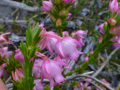 Erica excavata