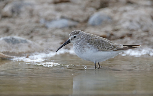 Krombekstrandloper (Calidris ferruginea)