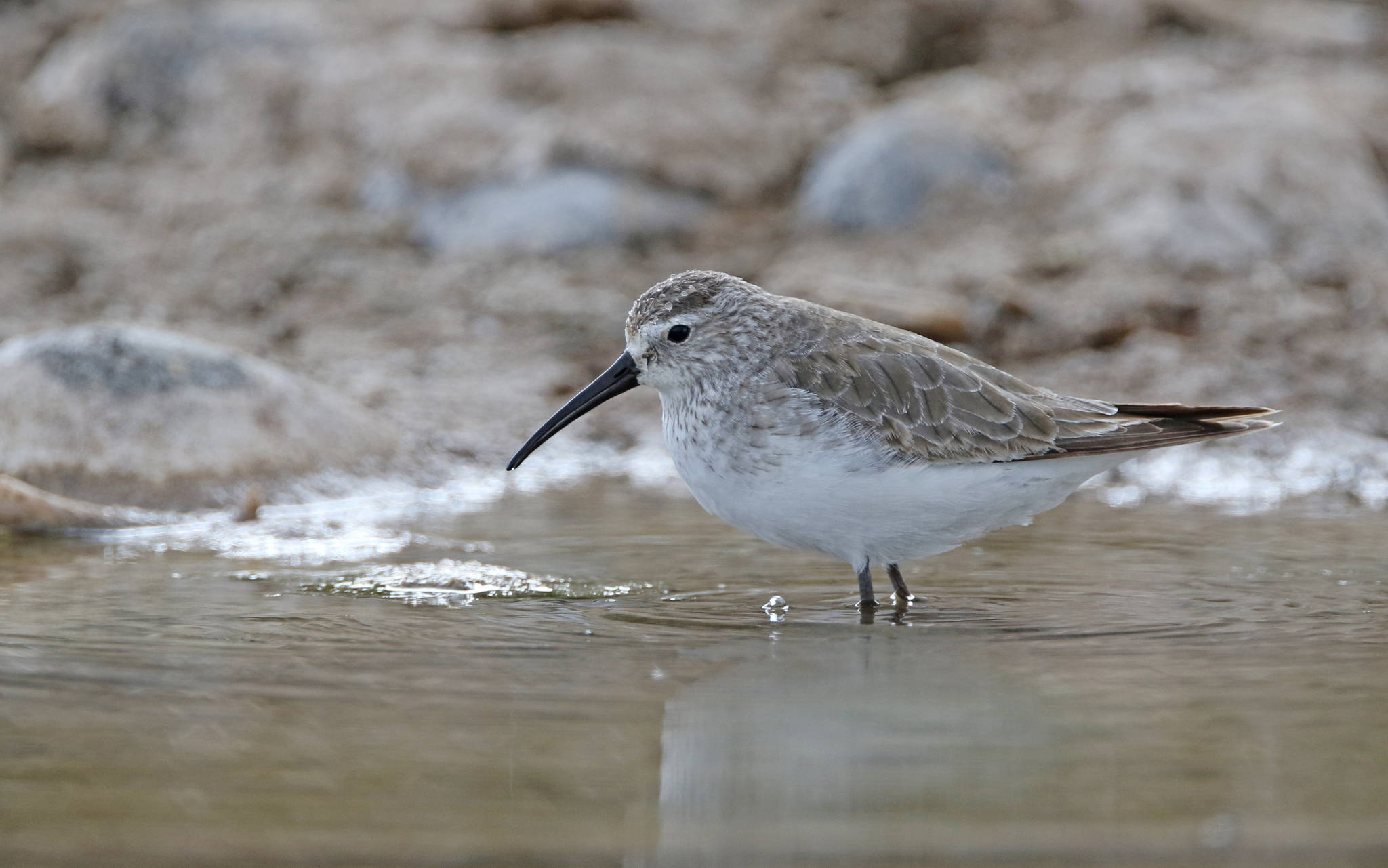 Curlew Sandpiper (Calidris ferruginea)