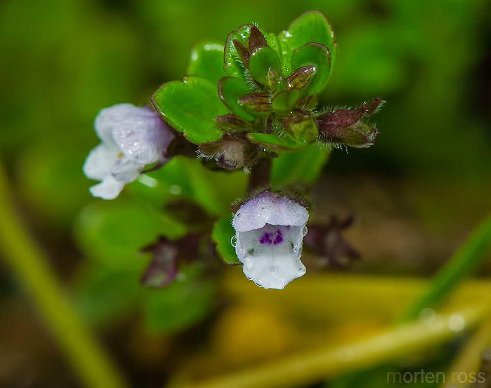Hedeoma crenata