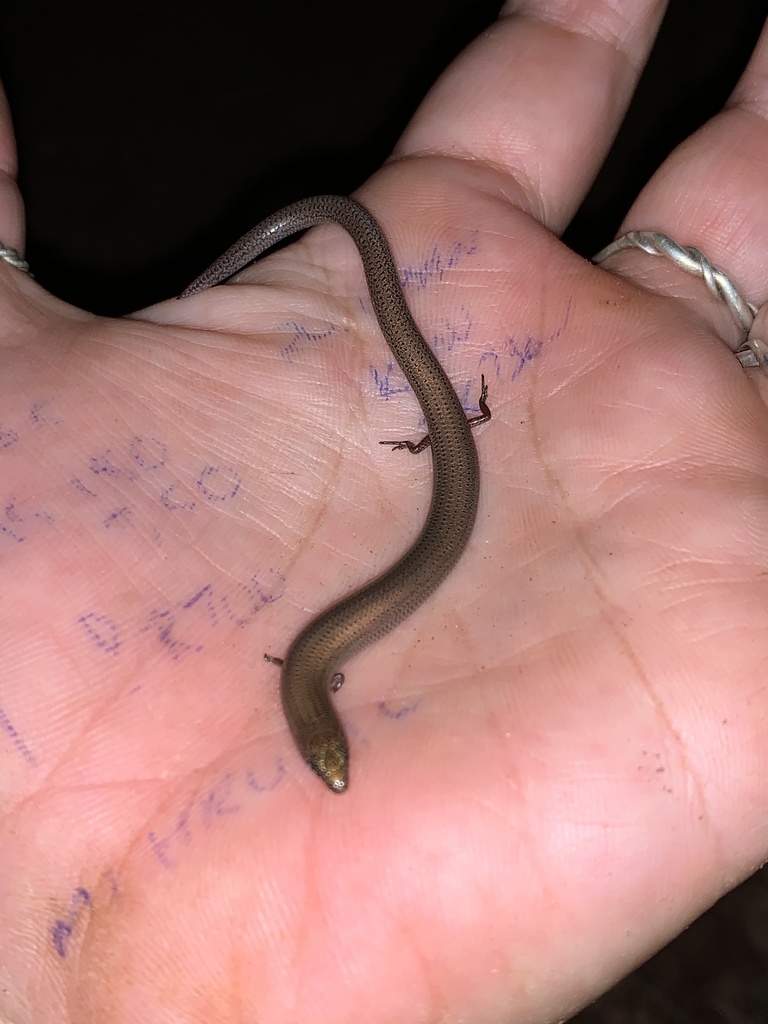 Inland Kimberley Slider