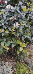 Viburnum tinus