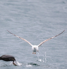 Larus michahellis