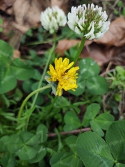 Taraxacum mongolicum