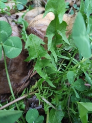 Taraxacum mongolicum
