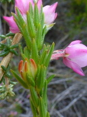 Erica excavata