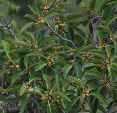Ficus rubiginosa