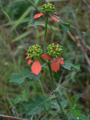 Euphorbia cyathophora