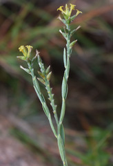 Pimelea sericostachya