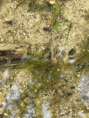 Caridina cantonensis