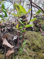 Laurus nobilis