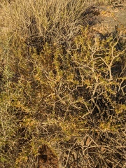 Hecastocleis shockleyi