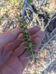 Hecastocleis shockleyi