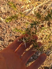 Hecastocleis shockleyi