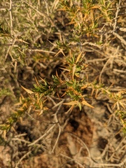 Hecastocleis shockleyi